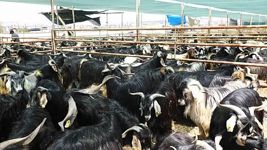 Elazığ'da kurban satış ve kesim noktasında hazırlıklar tamamlandı
