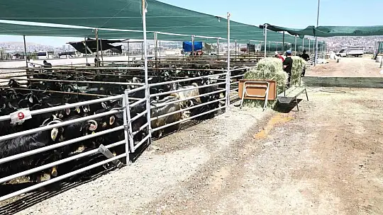 Elazığ'da kurban satış ve kesim noktasında hazırlıklar tamamlandı