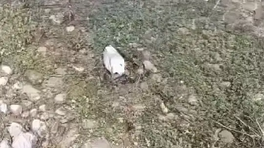 Elazığ'da martı ölümlerinin nedeni ortaya çıktı: NDV tespit edildi