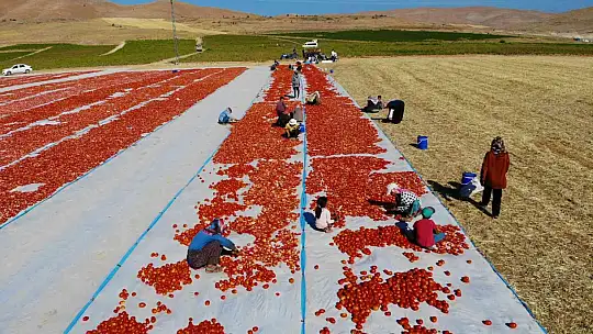Elazığ'da mevsimlik işçilerin mesaisi devam ediyor