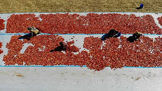 Elazığ'da mevsimlik işçilerin mesaisi devam ediyor