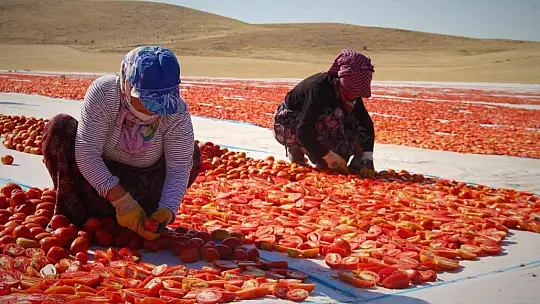 Elazığ'da mevsimlik işçilerin mesaisi devam ediyor