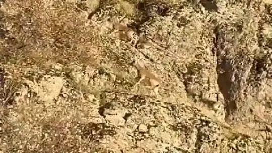 Elazığ'da nesli tehlike altındaki dağ keçileri sürü halinde görüntülendi