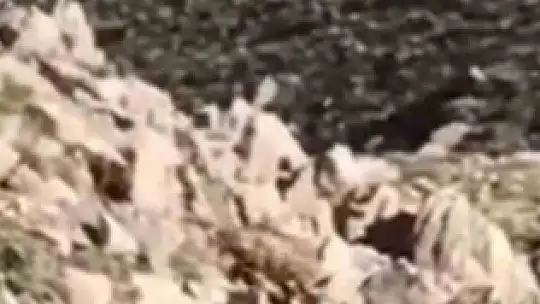 Elazığ'da nesli tükenmekte olan Afrika-Asya sırtlanı görüldü