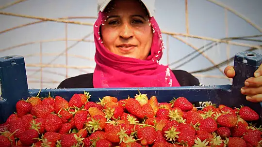 Elazığ'da örtü altı çileğin ilk hasadı gerçekleşti