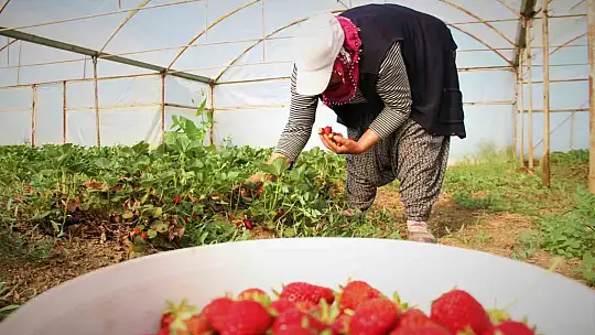 Elazığ'da örtü altı çileğin ilk hasadı gerçekleşti