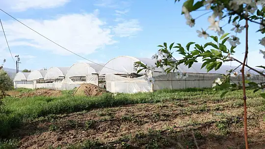 Elazığ'da örtü altı çilekte ilk hasat