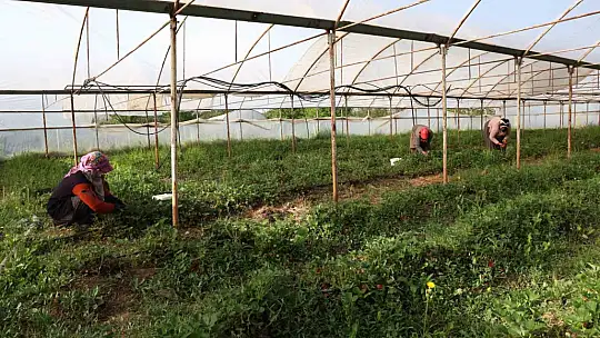 Elazığ'da örtü altı çilekte ilk hasat
