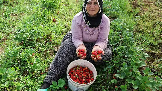 Elazığ'da örtü altı çilekte ilk hasat