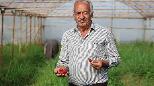 Elazığ'da örtü altı çilekte ilk hasat