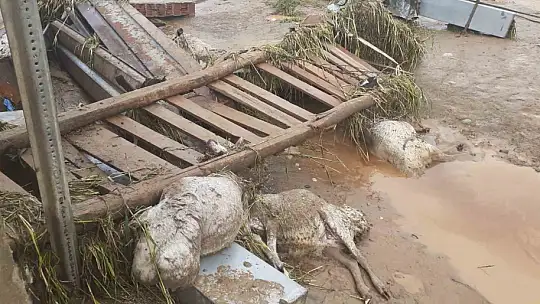 Elazığ'da sağanak yağış hayatı felç etti, 105 hayvan telef oldu