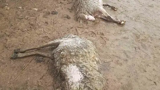 Elazığ'da sağanak yağış hayatı felç etti, 105 hayvan telef oldu