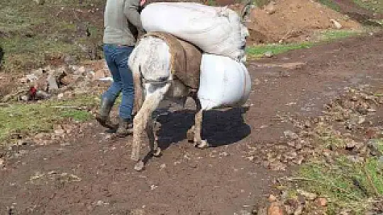 Elazığ'da selde çöken yolu kullanamayan köylüler hayvanlarına eşekler ile yem taşıyor