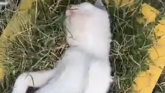 Elazığ'da sıcaktan bunalan kedinin serin yerde dinlendiği anlar güldürdü