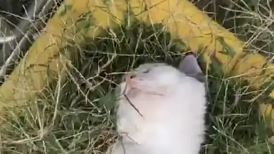 Elazığ'da sıcaktan bunalan kedinin serin yerde dinlendiği anlar güldürdü