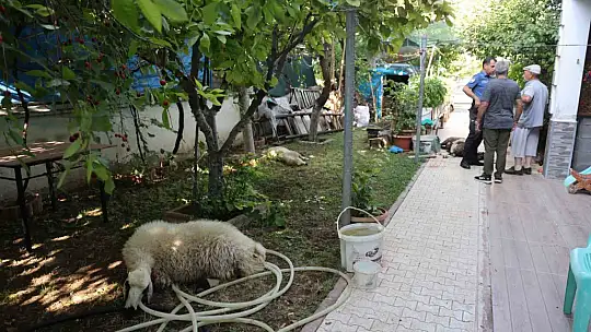 Elazığ'da sokak köpekleri dehşeti: Koyun ve tavukları telef ettiler, 3 koyunu yaraladılar
