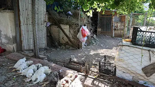 Elazığ'da sokak köpekleri dehşeti: Koyun ve tavukları telef ettiler, 3 koyunu yaraladılar