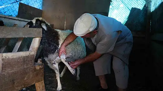 Elazığ'da sokak köpekleri dehşeti: Koyun ve tavukları telef ettiler, 3 koyunu yaraladılar