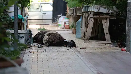 Elazığ'da sokak köpekleri dehşeti: Koyun ve tavukları telef ettiler, 3 koyunu yaraladılar