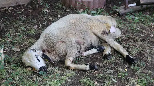 Elazığ'da sokak köpekleri dehşeti: Koyun ve tavukları telef ettiler, 3 koyunu yaraladılar