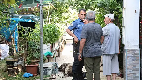 Elazığ'da sokak köpekleri dehşeti: Koyun ve tavukları telef ettiler, 3 koyunu yaraladılar