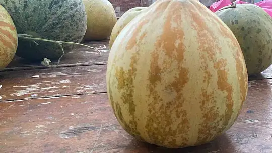 Elazığ'da susuz yetişen Kultik kavunu tezgahlarda