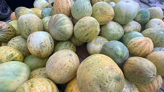 Elazığ'da susuz yetişen Kultik kavunu tezgahlarda