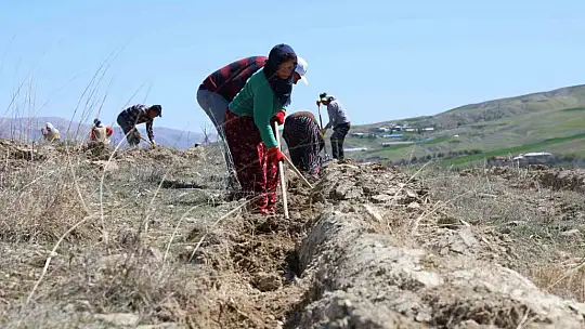 Elazığ'da tarımsal ekosistemler için önemli adım: Amerikan tuz çalısıyla ilk kez mera ıslahı başladı