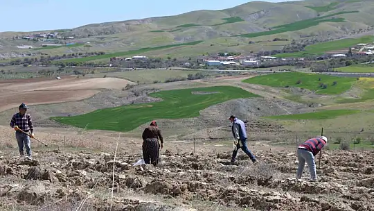 Elazığ'da tarımsal ekosistemler için önemli adım: Amerikan tuz çalısıyla ilk kez mera ıslahı başladı