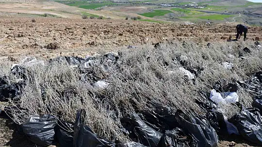 Elazığ'da tarımsal ekosistemler için önemli adım: Amerikan tuz çalısıyla ilk kez mera ıslahı başladı