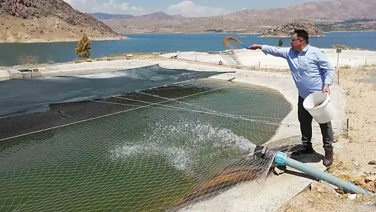 Elazığ'da üretilen milyonlarca balık göl ve barajlara salınıyor