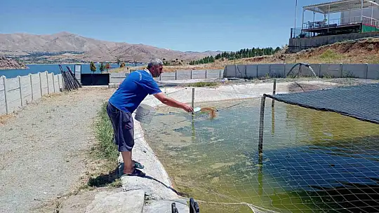 Elazığ'da üretilen milyonlarca balık göl ve barajlara salınıyor