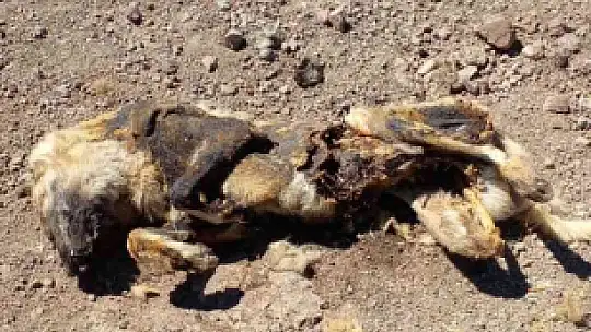 Elazığ'da vahşet: Köpeği yakıp cansız bedenini tarlaya attılar