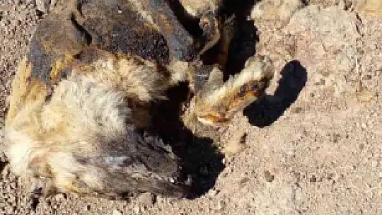 Elazığ'da vahşet: Köpeği yakıp cansız bedenini tarlaya attılar
