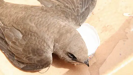 Elazığ'da vatandaşın bulduğu ebabil kuşu, koruma altına alındı