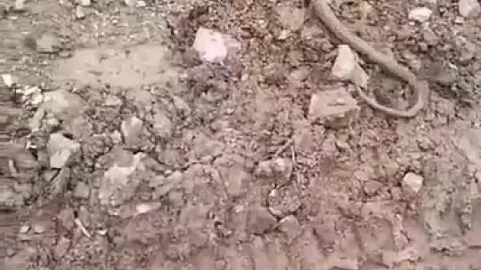 Elazığ'da vatandaşın yılanla diyaloğu gülümsetti