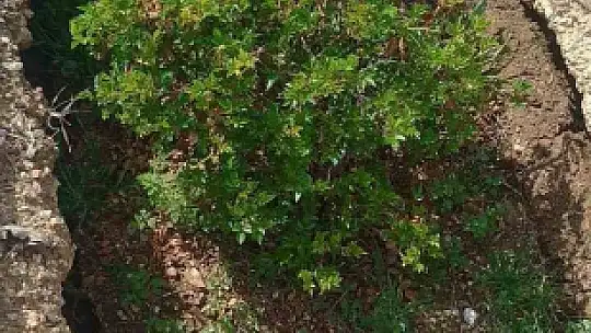 Elazığ'da yağışlar nedeniyle mezarlar çöktü