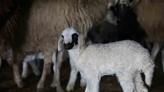Elazığ'da yeni yılın ilk kuzuları dünyaya geldi