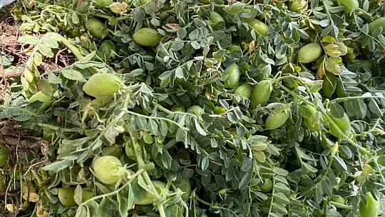 Elazığ'da yeşil nohut tezgahlardaki yerini aldı
