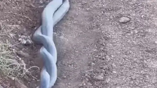Elazığ'da yılanların çiftleşme dansı kameraya yansıdı