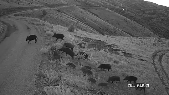 Elazığ'da yiyecek arayan domuz sürüsü kamerada