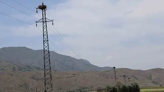 Elazığ'daki köy, 10 leylek yuvasına ev sahipliği yapıyor