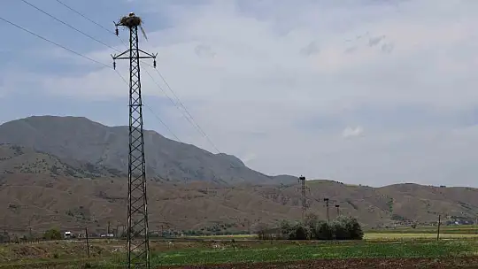 Elazığ'daki köy, 10 leylek yuvasına ev sahipliği yapıyor