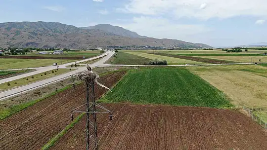 Elazığ'daki köy, 10 leylek yuvasına ev sahipliği yapıyor