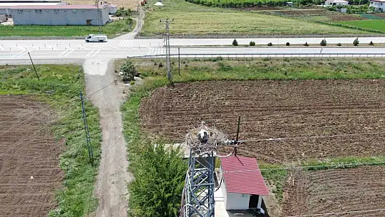 Elazığ'daki köy, 10 leylek yuvasına ev sahipliği yapıyor