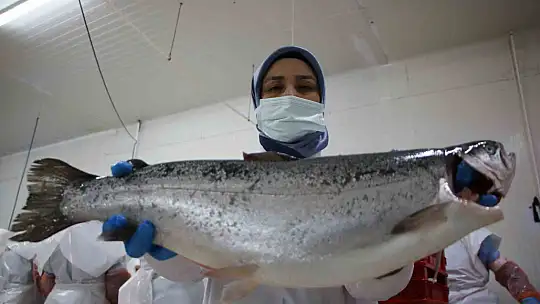 Elazığ'dan dünyaya Türk somonu: İhracat yüzde 100 artarak 60 milyon dolara ulaştı