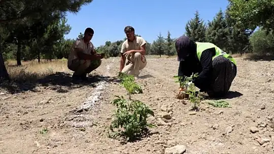 Elazığ Hipodromu'nda tıbbi aromatik bitki üretiminden ilk hasat yapıldı