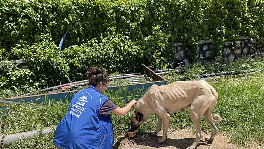 Elazığ'ın genç gönüllülerinden sokak hayvanlarına mama desteği