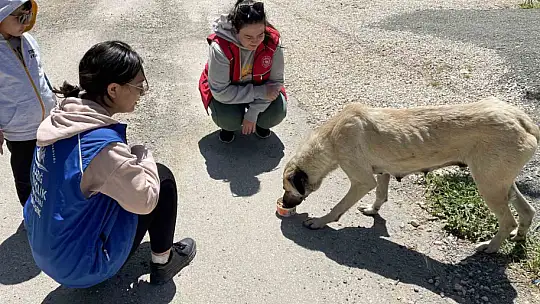 Elazığ'ın genç gönüllülerinden sokak hayvanlarına mama desteği