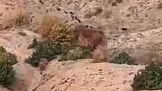 Elazığ'ın yüksek kesimlerinde domuz sürüleri görüldü